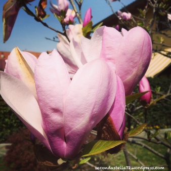 magnolia in fiore